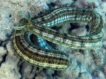 Snake Sea Cucumber - Synapta maculata