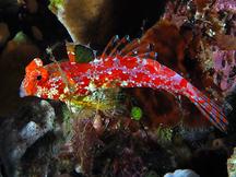 Pacific Starry Dragonet - Synchiropus moyeri