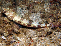 Twospot Lizardfish - Synodus binotatus