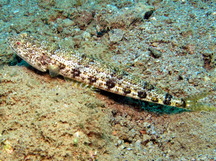 Clearfin Lizardfish - Synodus dermatogenys