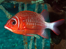 Tailspot Squirrelfish - Sargocentron caudimaculatum