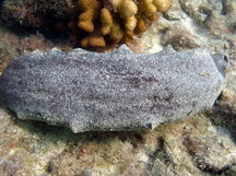 Teated Sea Cucumber - Holothuria whitmaei