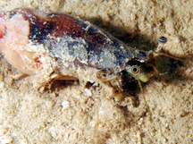 Little Auger Conch - Terestrombus terebellatus