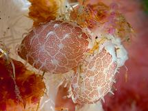 Erica's Egg Cowrie - Testudovolva ericae