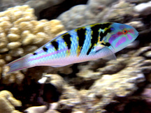 Sixbar Wrasse - Thalassoma hardwicke