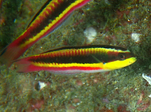 Cortez Rainbow Wrasse - Thalassoma lucasanum