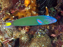 Moon Wrasse - Thalassoma lunare