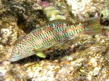 Ladder Wrasse - Thalassoma trilobatum