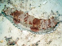 Giant Sea Cucumber - Thelenota anax