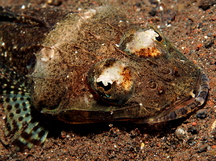 Thorny Flathead - Rogadius pristiger