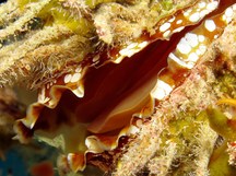 Atlantic Thorny-Oyster - Spondylus americanus