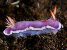 Sea-Purple Thorunna - Thorunna halourga