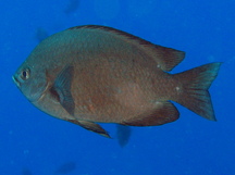 Threespot Chromis - Chromis verater