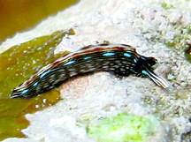 Slender Sapsucking Slug - Thuridilla gracilis