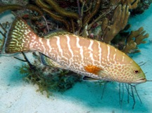 Tiger Grouper - Mycteroperca tigris