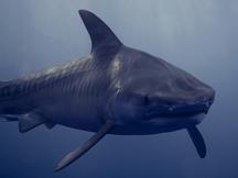 Tiger Shark - Galeocerdo cuvier