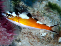 Tobaccofish - Serranus tabacarius