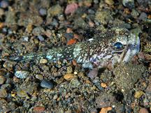 Bluntnose Lizardfish - Trachinocephalus trachinus