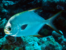 Snubnose Pompano - Trachinotus blochii