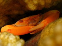 Two Tooth Guard Crab - Trapezia bidentata