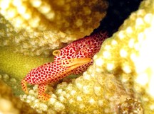 Rust-Spotted Guard Crab - Trapezia rufopunctata