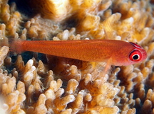 Ringeye Pygmygoby - Trimma benjamini