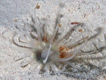 Banded Tube-Dwelling Anemone - Isarachnanthus nocturnus