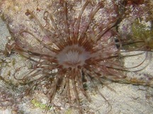 Lavander Tube-dwelling anemone - 