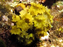 Ornate Seaweed - Turbinaria ornata