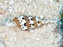 Turris cf. spectabilis - Turris cf. spectabilis