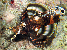 Twinspot Lionfish - Dendrochirus biocellatus