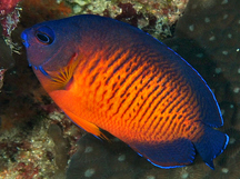 Two-Spined Angelfish - Centropyge bispinosa