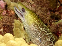 Undulated Moray Eel - Gymnothorax undulatus