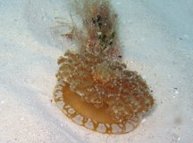 Upsidedown Jelly - Cassiopea frondosa