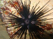 Long-Spined Urchin - Diadema antillarum