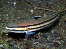 Twostripe Goby - Valenciennea helsdingenii