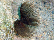 Variegated Feather Duster - Bispira melanostigma