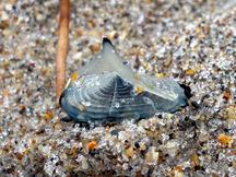 By-the-Wind Sailor - Velella velella