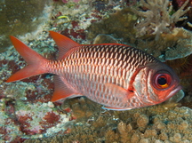 Violet Soldierfish - Myripristis violacea