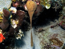 Viscous Sponge - Plakortis angulospiculatus