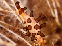 Shuttlecock Spindle Cowry - Volva volva