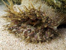 Warty Sea Anemone - Bunodosoma cavernata