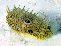 Web Burrfish - Chilomycterus antillarum