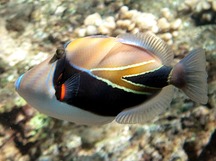 Wedgetail Triggerfish - Rhinecanthus rectangulus