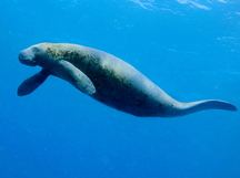 West Indian Manatee - Trichechus manatus