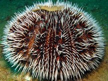 West Indian Sea Egg - Tripneustes ventricosus