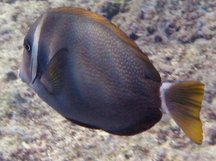 Whitebar Surgeonfish - Acanthurus leucopareius