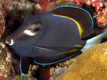 Whitecheek Surgeonfish - Acanthurus nigricans