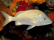 White Grunt - Haemulon plumierii