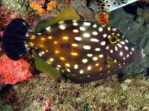 Whitespotted Filefish - Cantherhines macrocerus